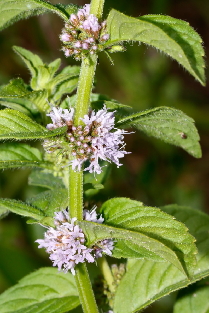 Mentha arvensis ssp arvensis S Elchesheim A06.jpg