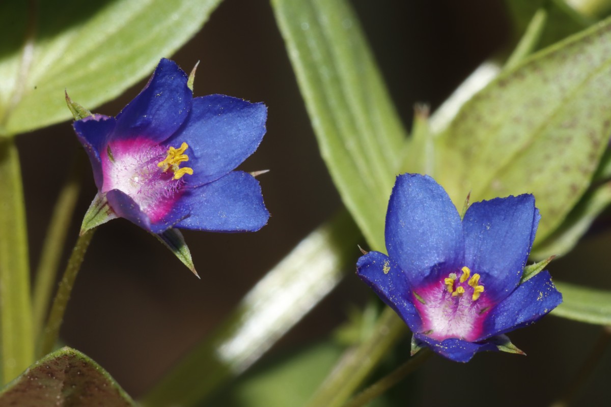 Lysimachia foemina Spatenberge Hemleben A05.jpg
