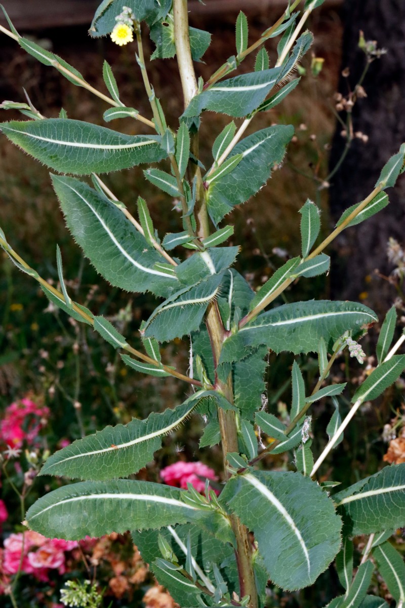 Lactuca serriola f integrifolia Bruchsal Weiherbergstr A02.jpg