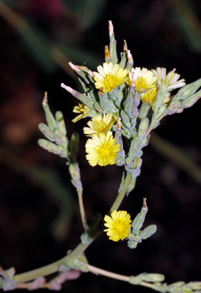 Lactuca serriola f integrifolia Bruchsal Weiherbergstr A03.jpg
