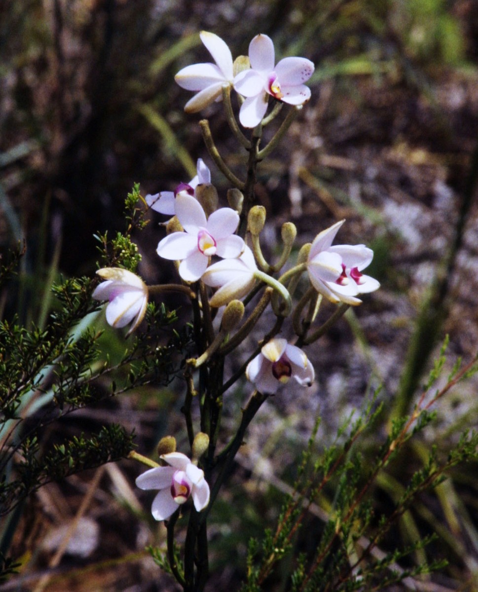 1997-12-01 Creek Oumbea Eriaxis rigida ORCH 1.jpg