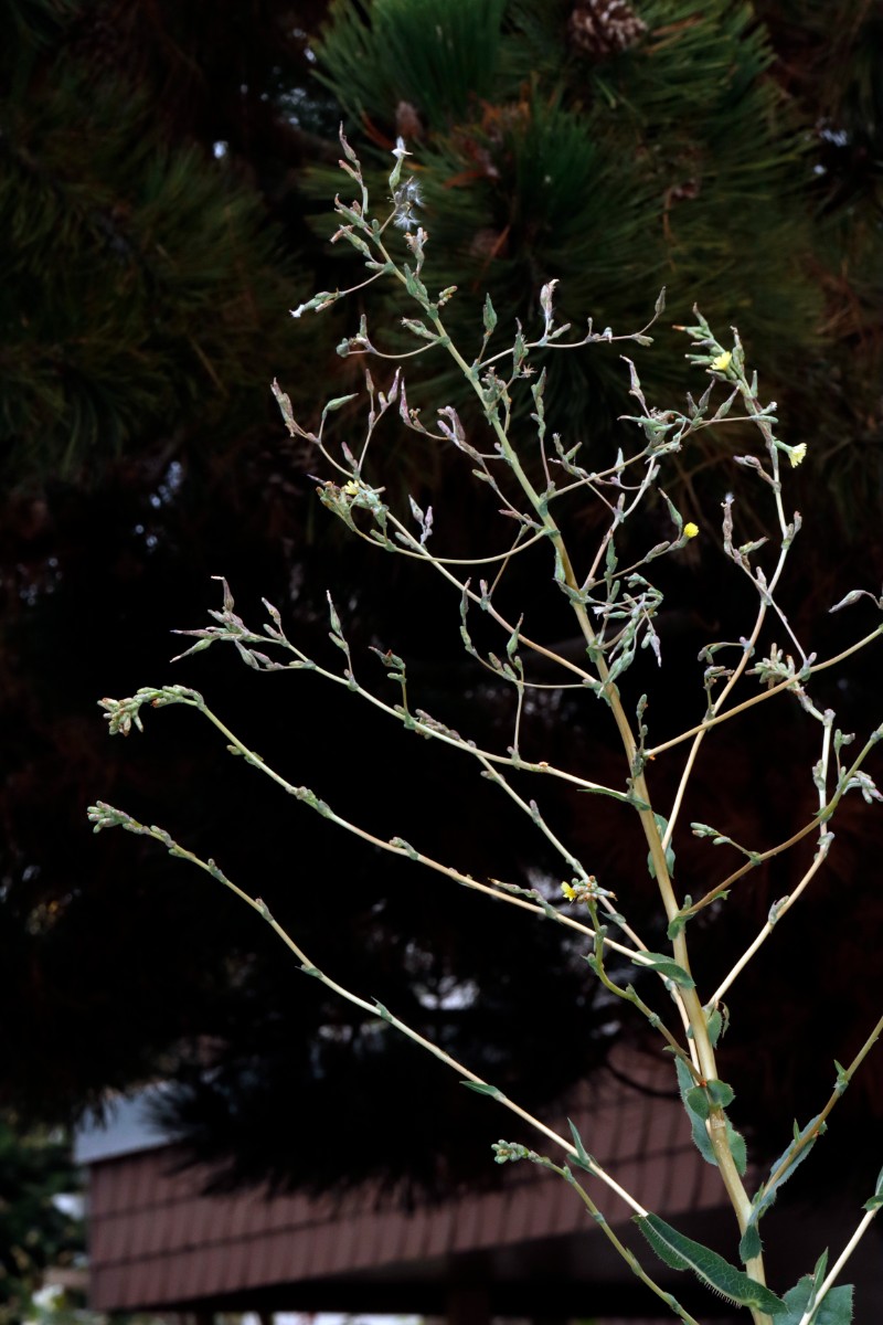 Lactuca serriola f integrifolia Bruchsal Weiherbergstr A10.jpg