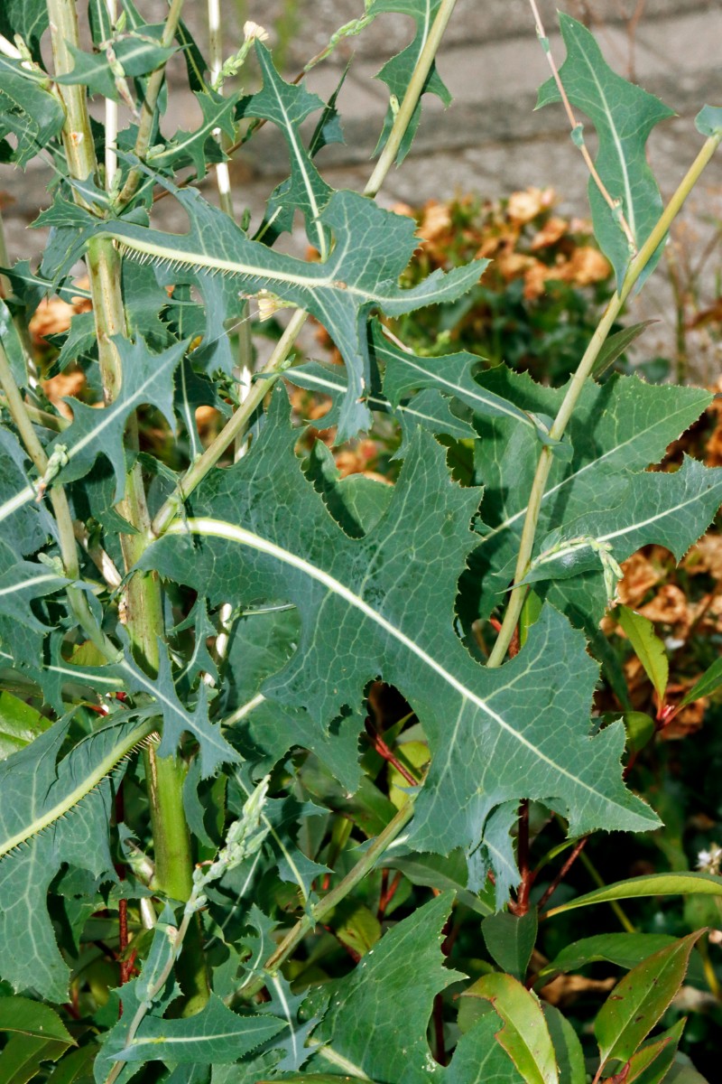 Lactuca serriola f serriola Bruchsal Weiherbergstr A04.jpg