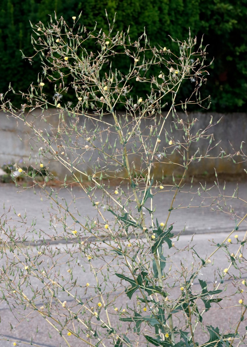 Lactuca serriola f serriola Bruchsal Weiherbergstr A07.jpg