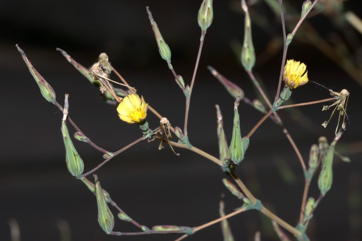 Lactuca serriola f serriola Bruchsal Weiherbergstr A08.jpg