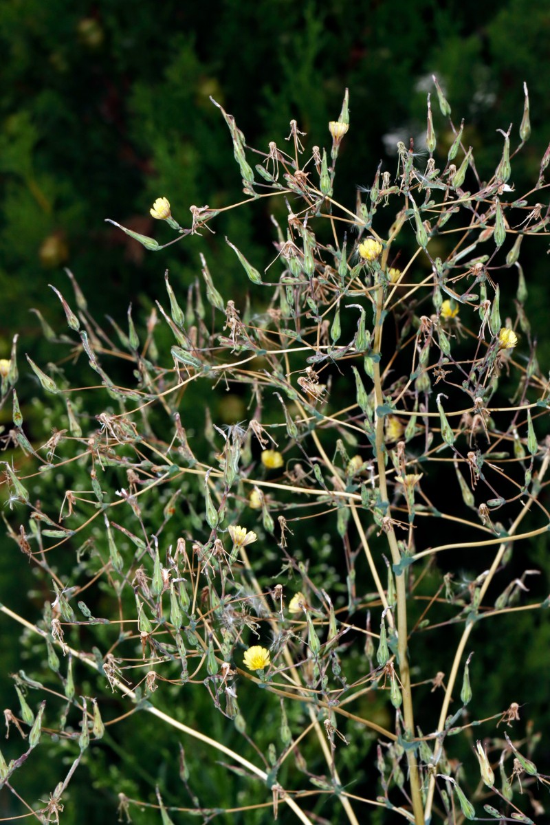 Lactuca serriola f serriola Bruchsal Weiherbergstr A09.jpg