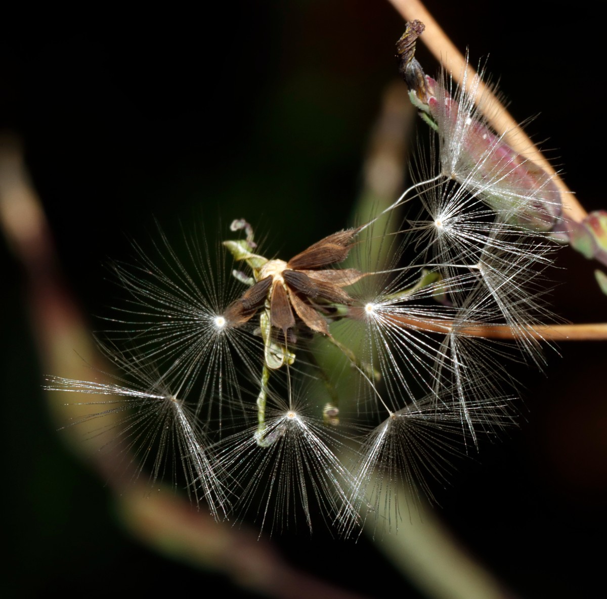 Lactuca serriola f serriola Bruchsal Weiherbergstr A11.jpg