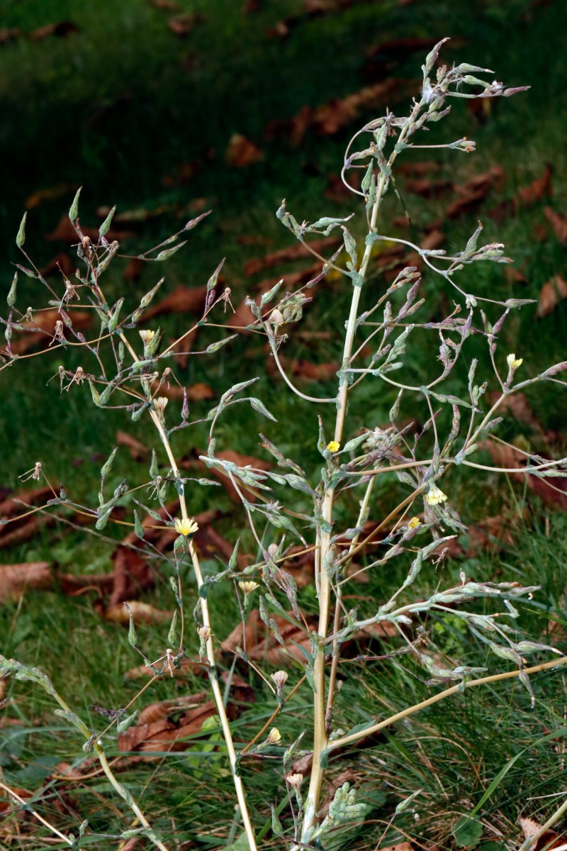 Lactuca serriola beide Formen Bruchsal Weiherbergstr A02.jpg