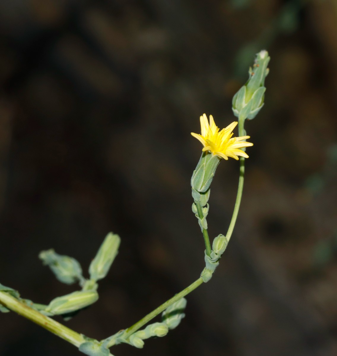 Lactuca virosa Yburg A11.jpg