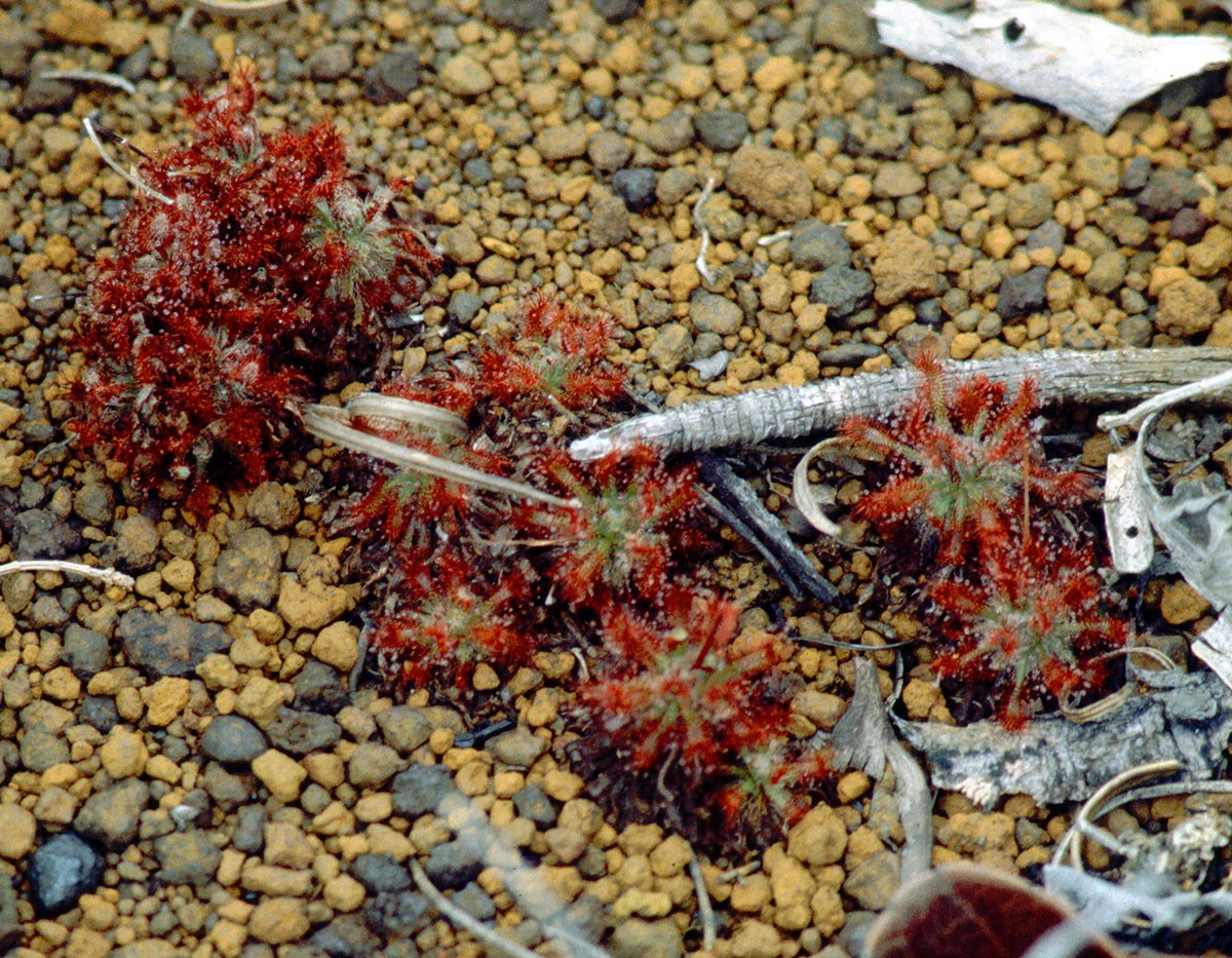 Drosera neocaledonica AN NewCal ColDeYate 11-97(2).jpg