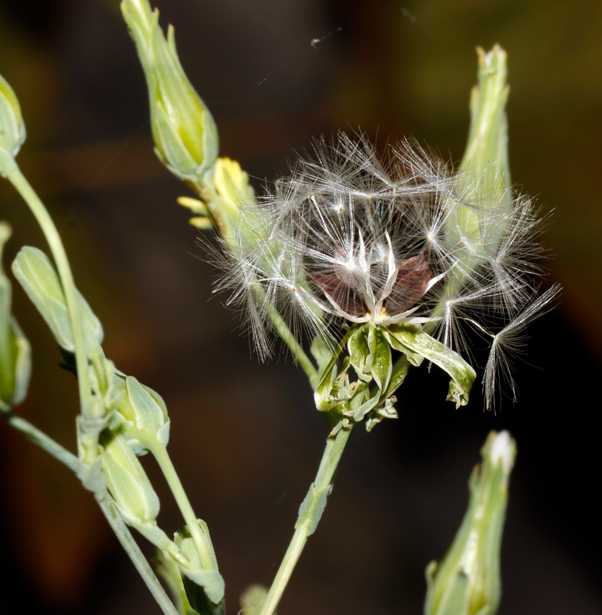 Lactuca virosa Yburg A15.jpg