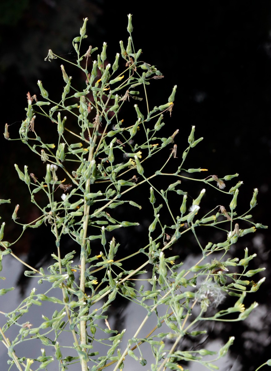 Lactuca virosa Yburg A17.jpg