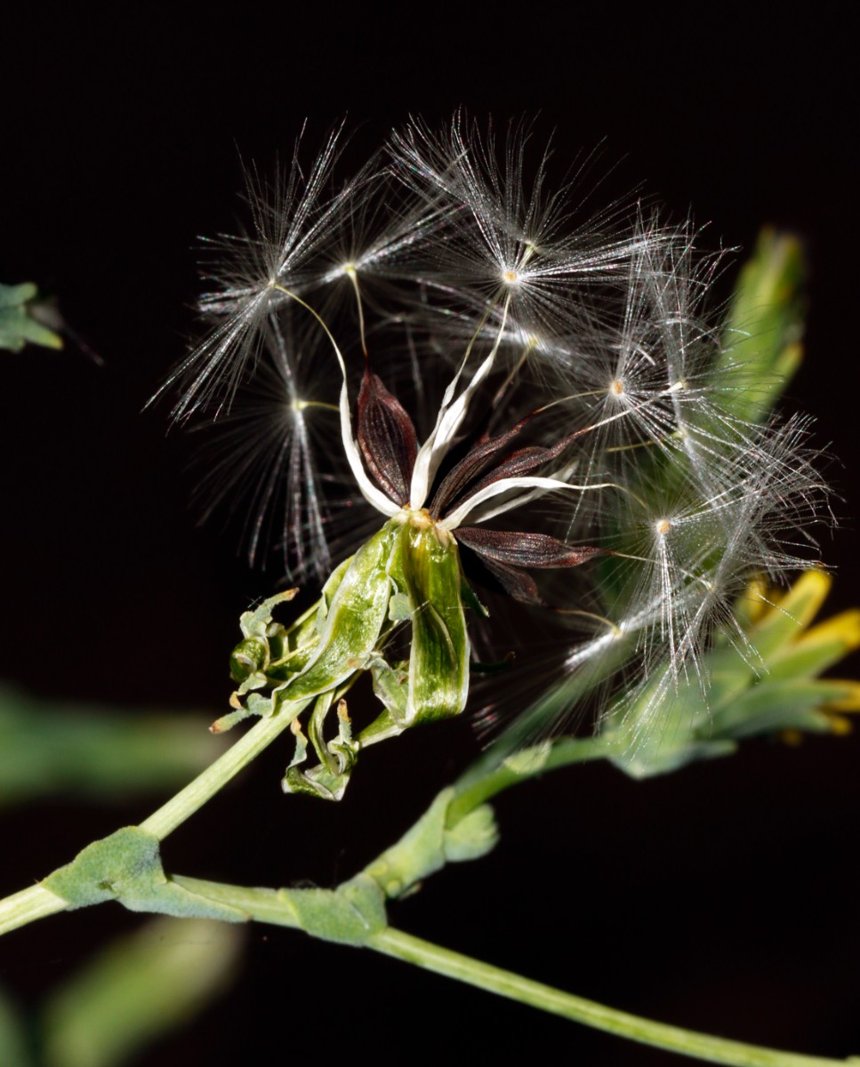 Lactuca virosa Yburg A20.jpg
