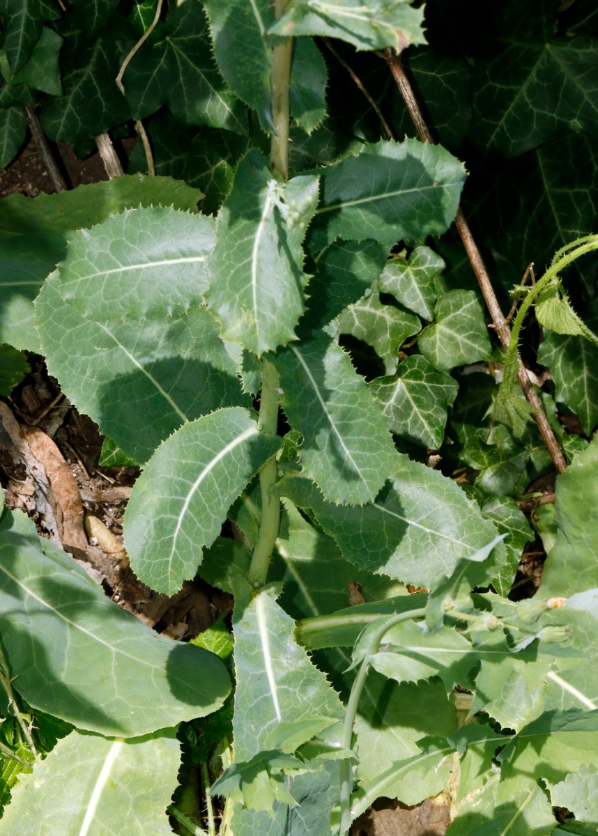 Lactuca virosa Yburg A01.jpg