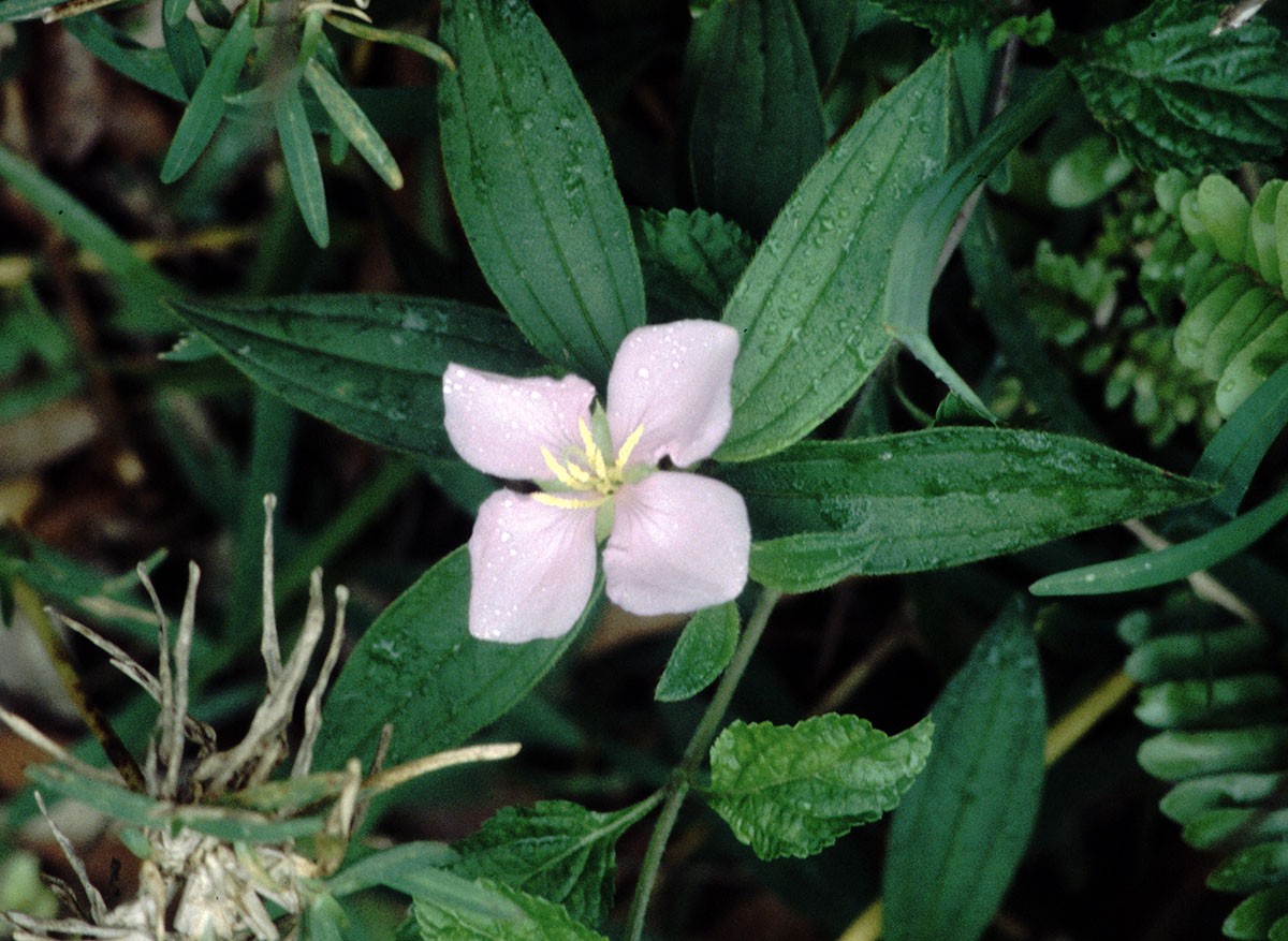 Melastoma denticulatum AN NewCal ValleeTchamba 12-97(27).jpg