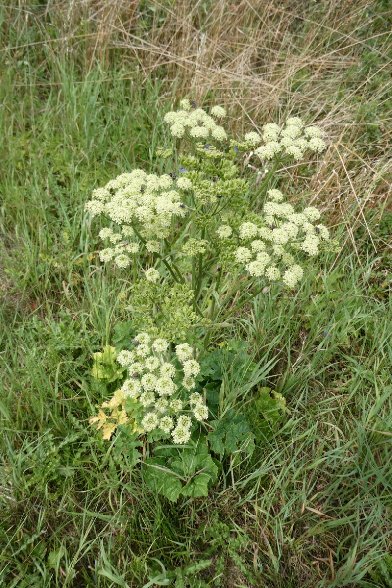 Heracleum sphondylium ssp. sibiricum 1.JPG
