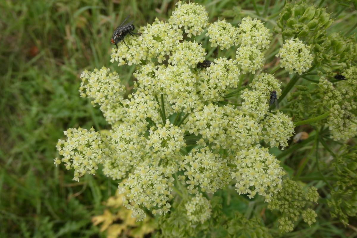 Heracleum sphondylium ssp. sibiricum 2.JPG