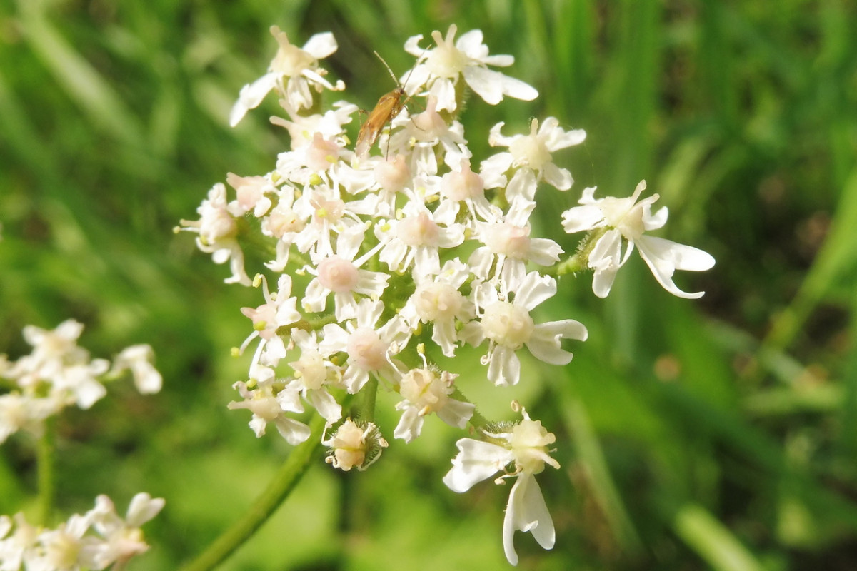 Heracleum sphondylium ssp. sphondylium.JPG