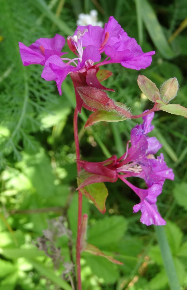 (1) Blüten von der Seite.JPG