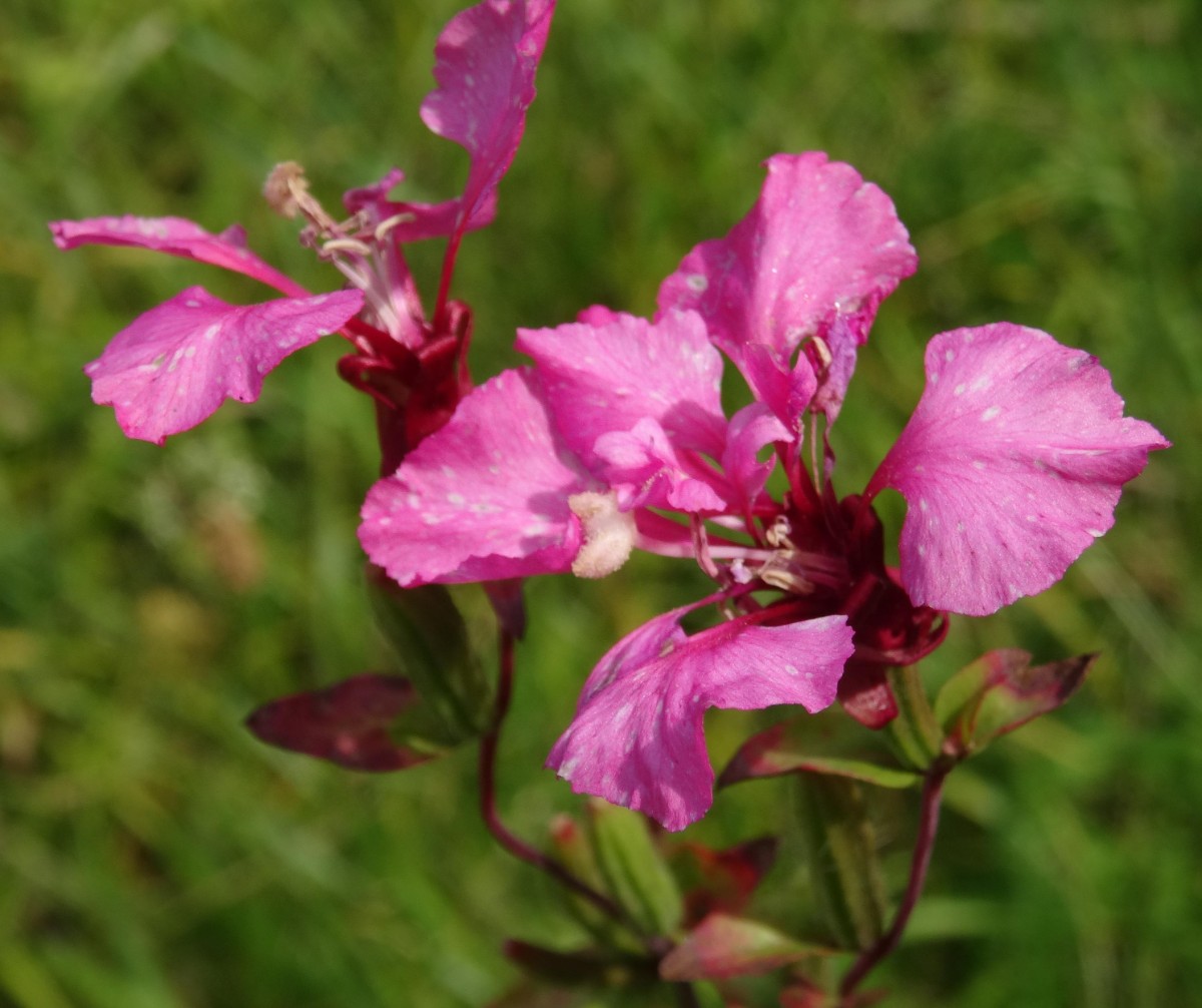 (2) Blüte von oben.JPG