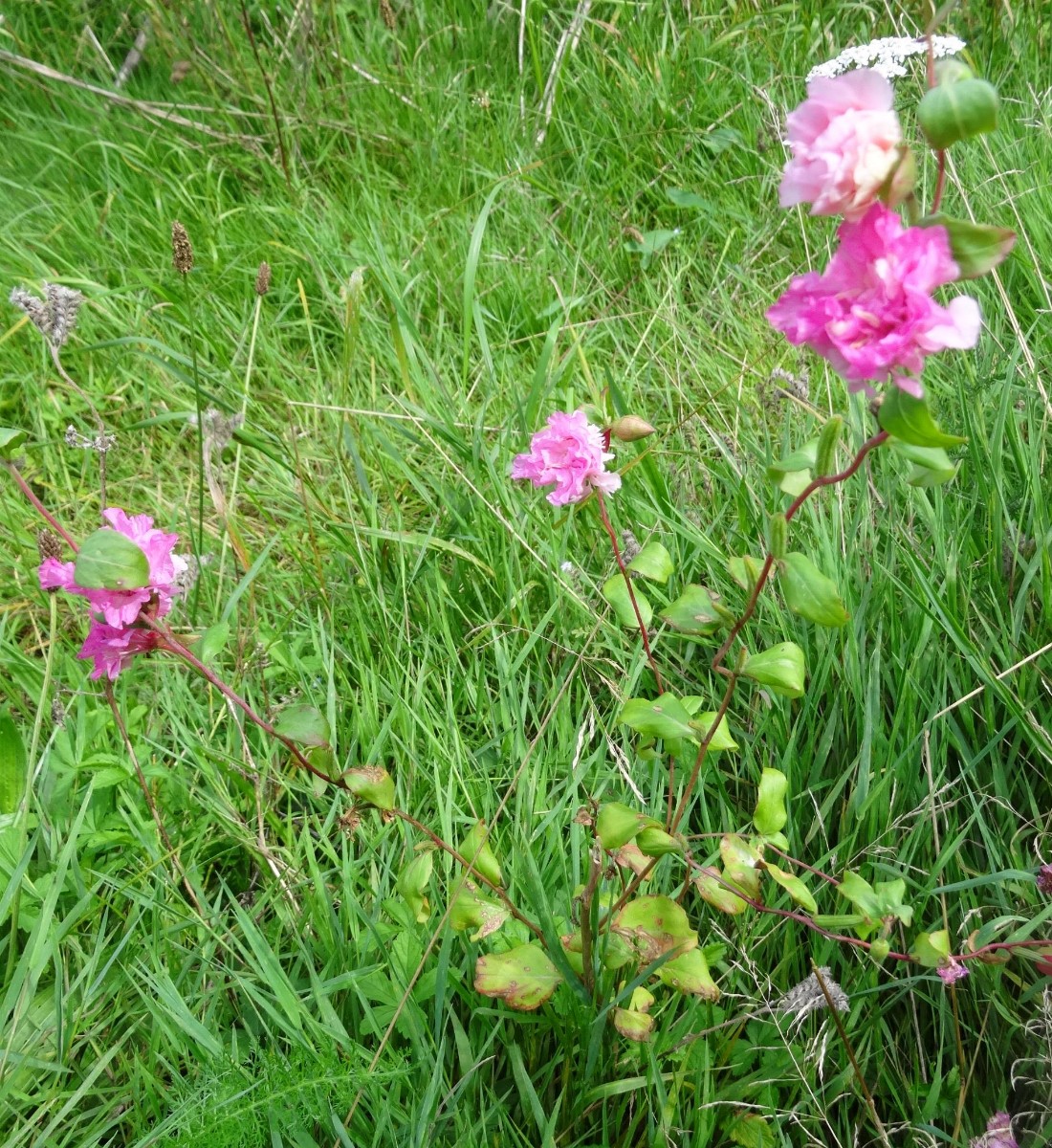 (4) gefüllte Blüten.JPG