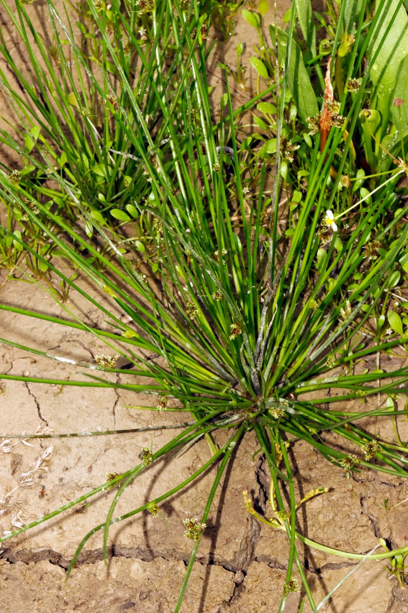 Schoenoplectiella supina NO Hördt A01.jpg