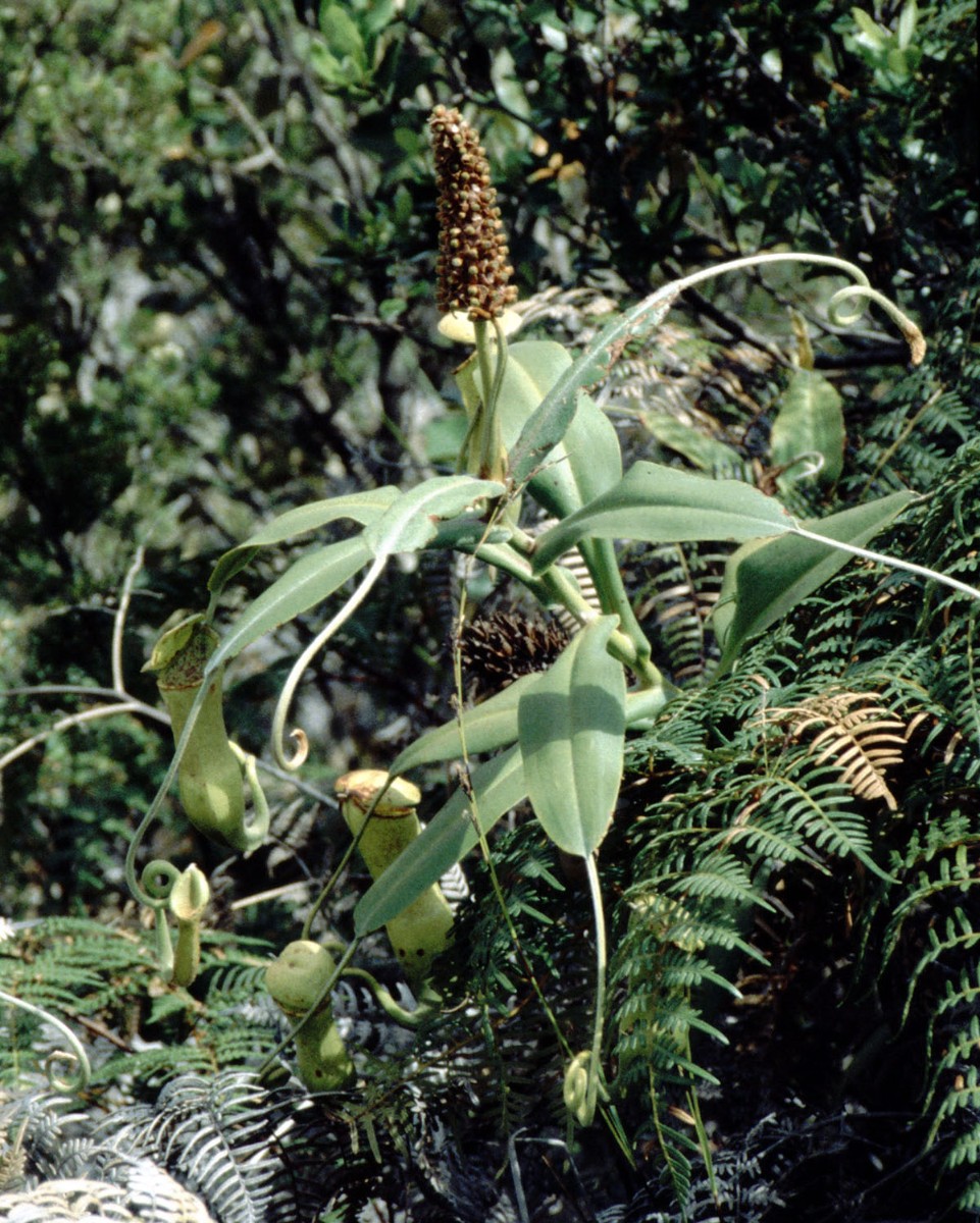Nepenthes vieillardii AN NewCal MtsKoghis 11-97(14).jpg