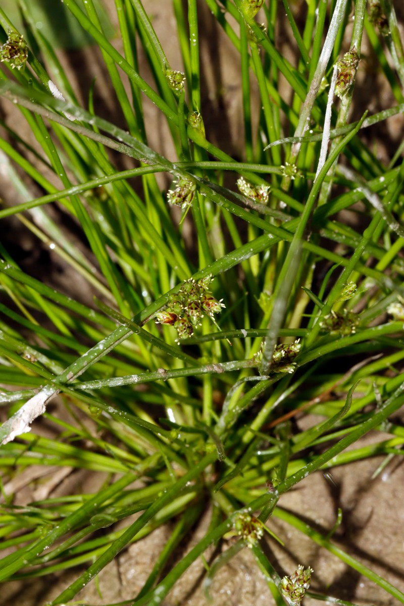 Schoenoplectiella supina NO Hördt A05.jpg