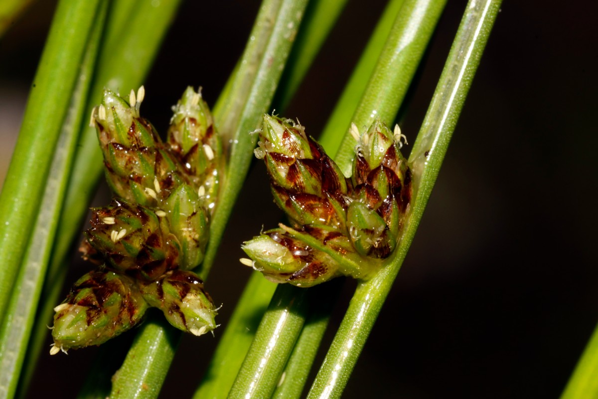 Schoenoplectiella supina NO Hördt A12.jpg