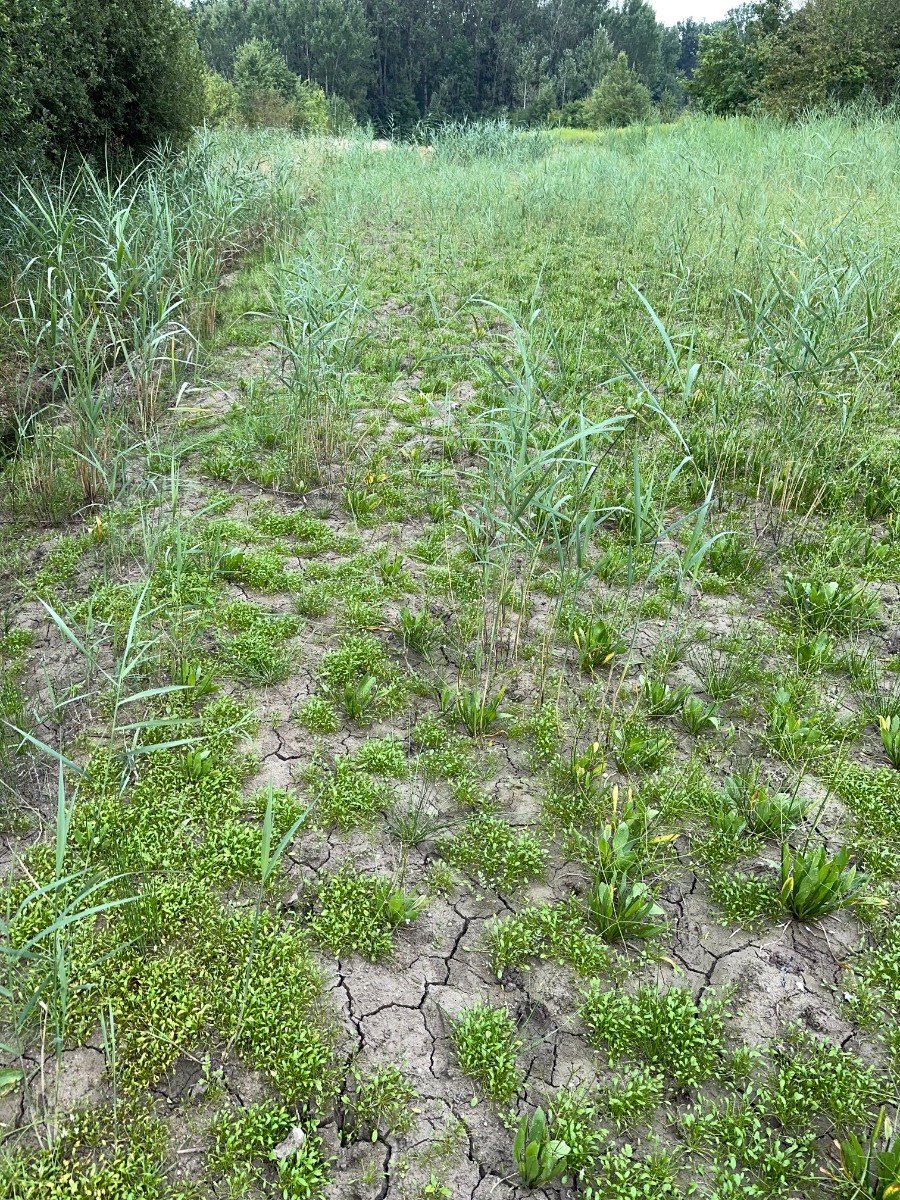Schoenoplectiella supina NO Hördt I02.jpg