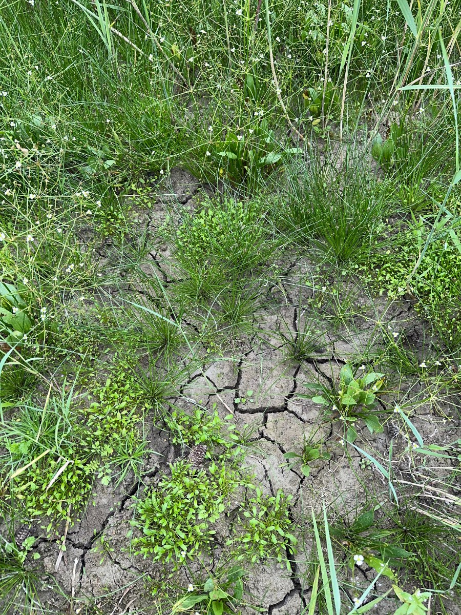 Schoenoplectiella supina NO Hördt I11.jpg