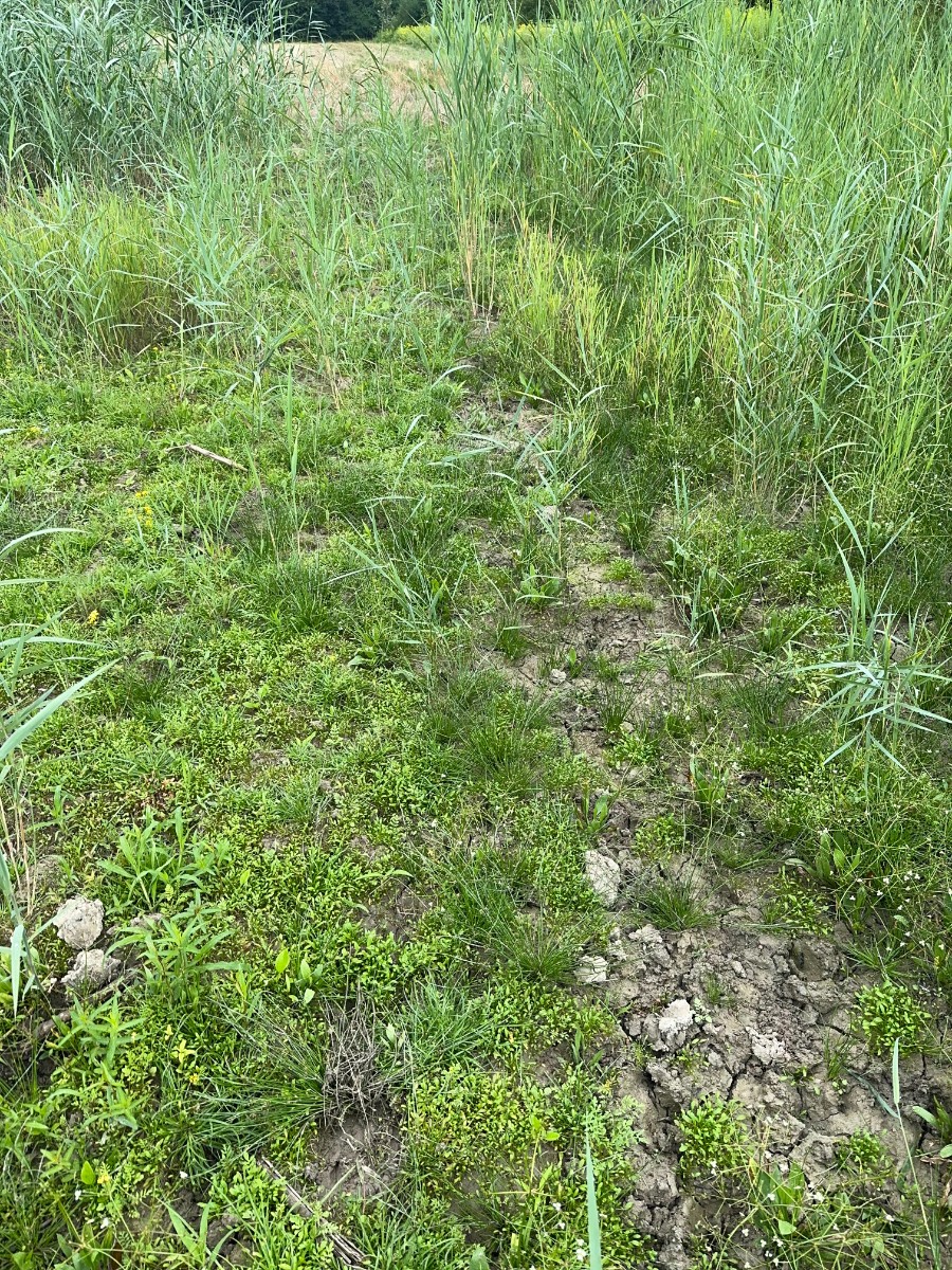 Schoenoplectiella supina NO Hördt I13.jpg