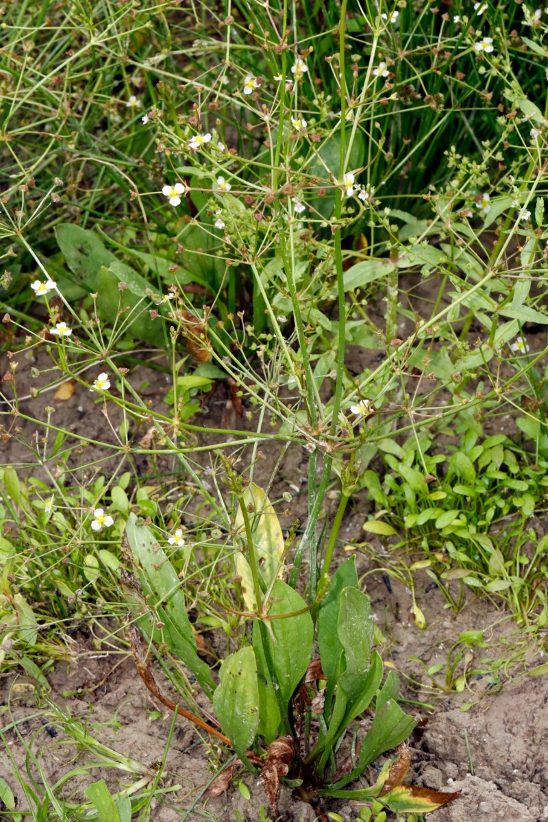 Alisma gramineum Landform NO Hördt A04.jpg