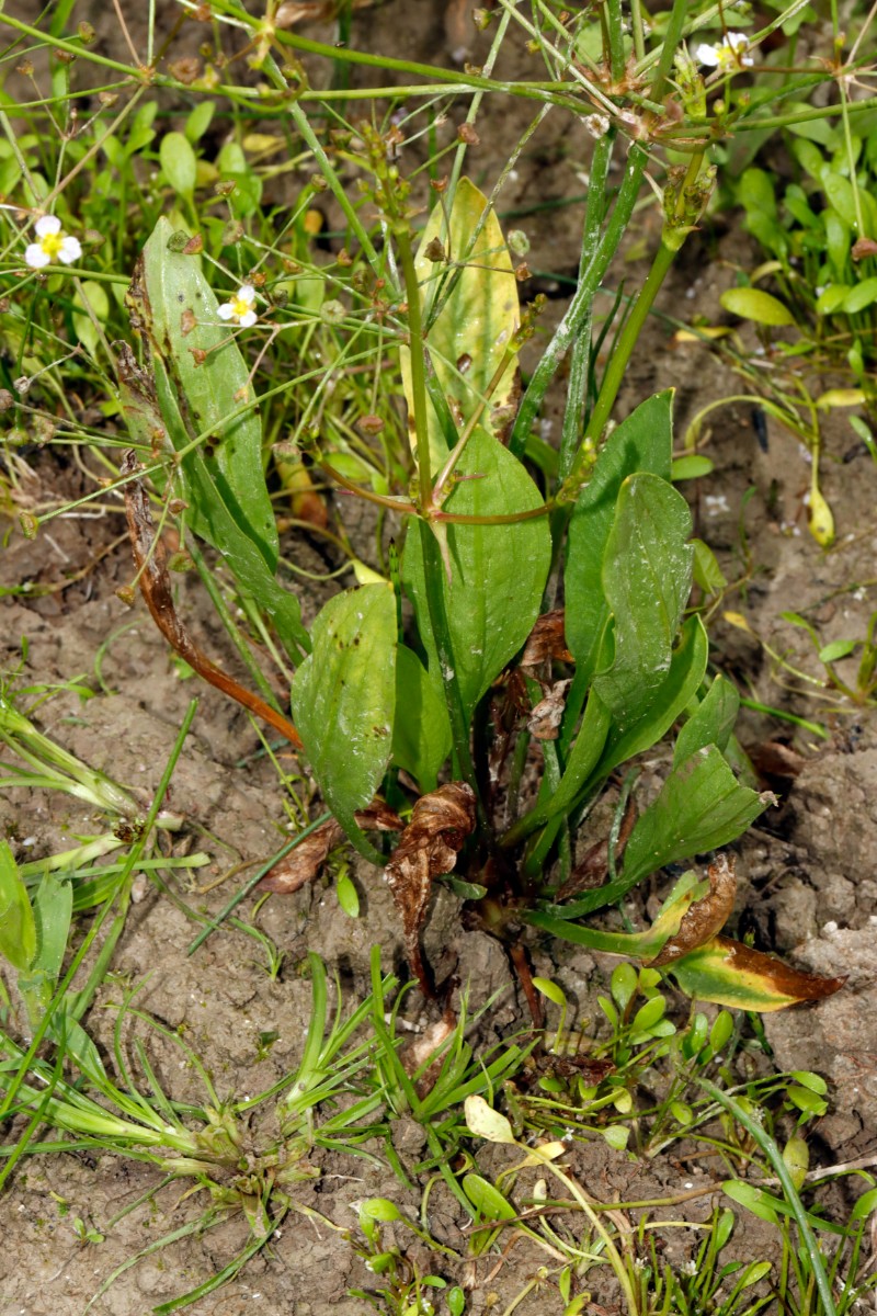 Alisma gramineum Landform NO Hördt A05.jpg
