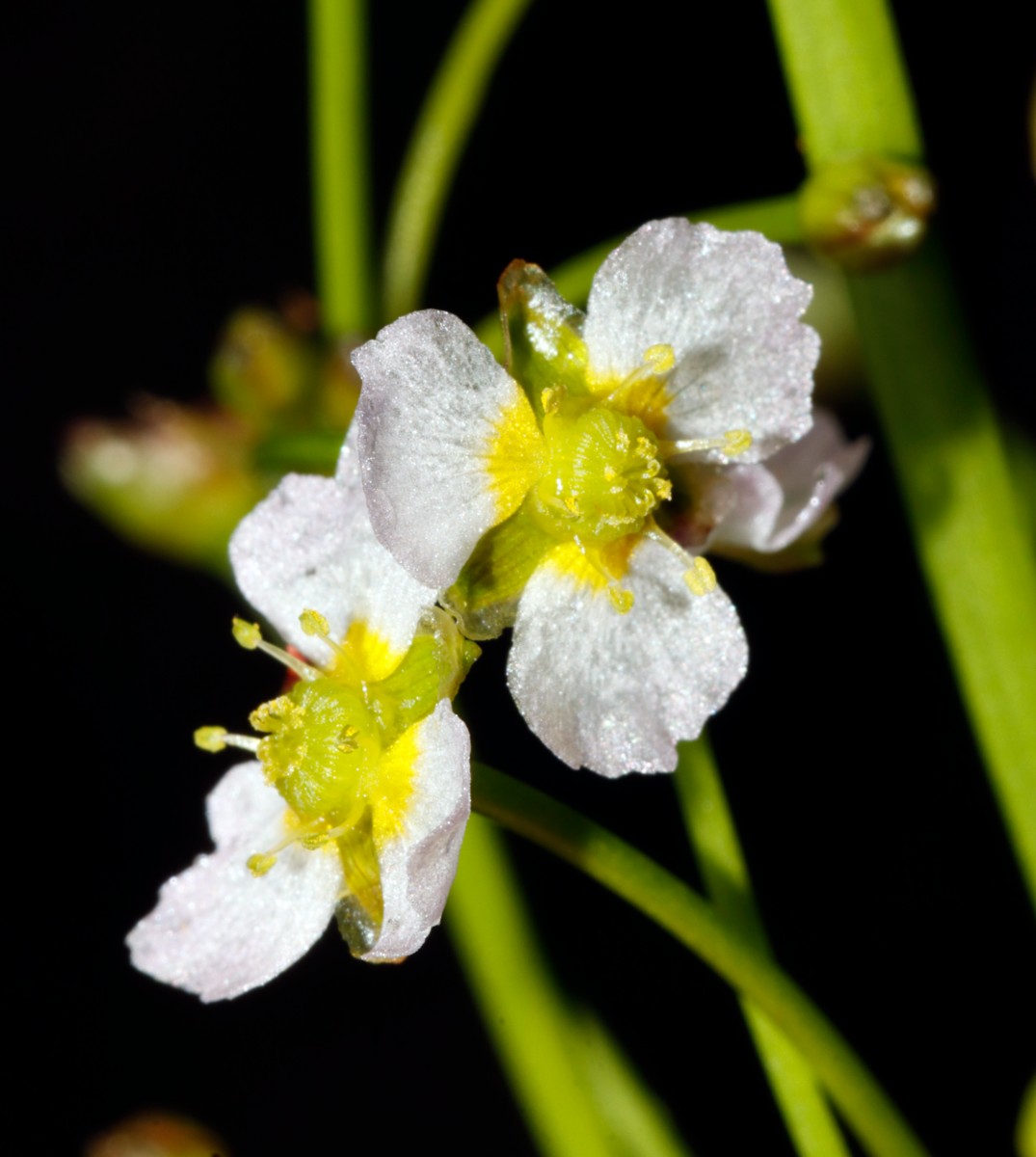 Alisma gramineum Landform NO Hördt A08.jpg