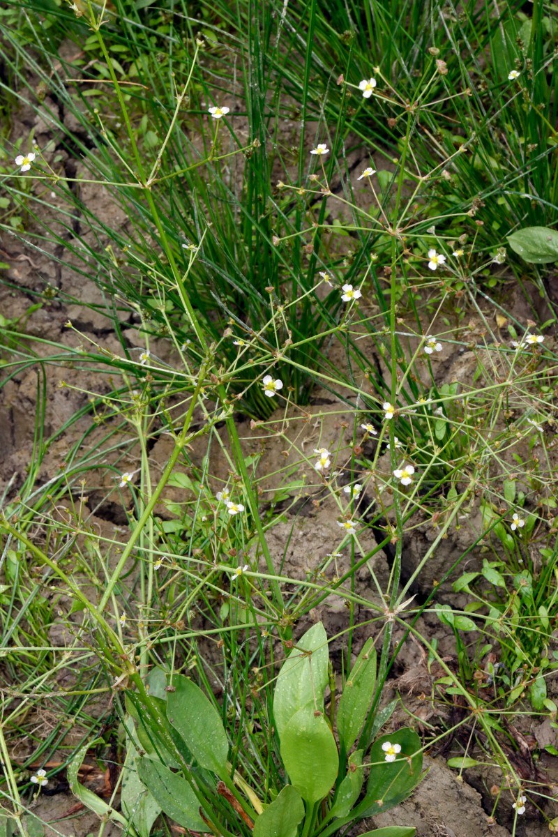 Alisma gramineum Landform NO Hördt A09.jpg