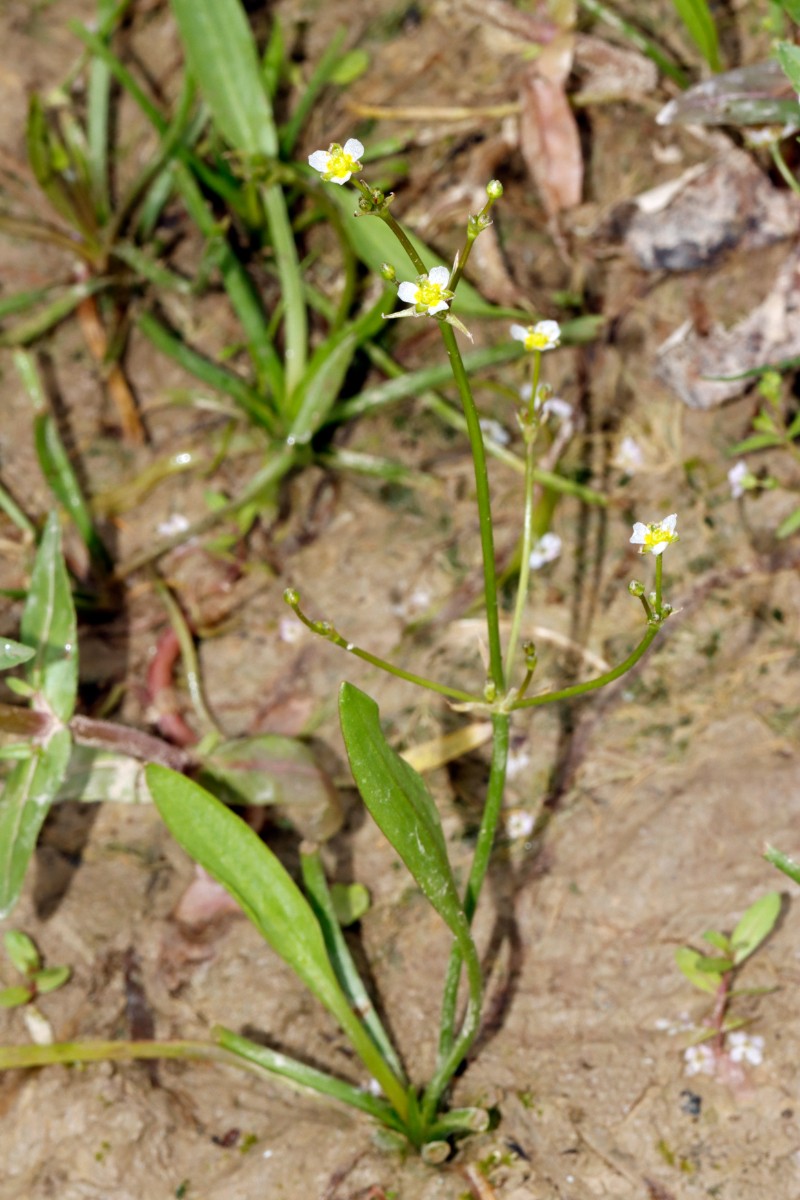 Alisma gramineum Zwischenform Flotzgrün A01.jpg