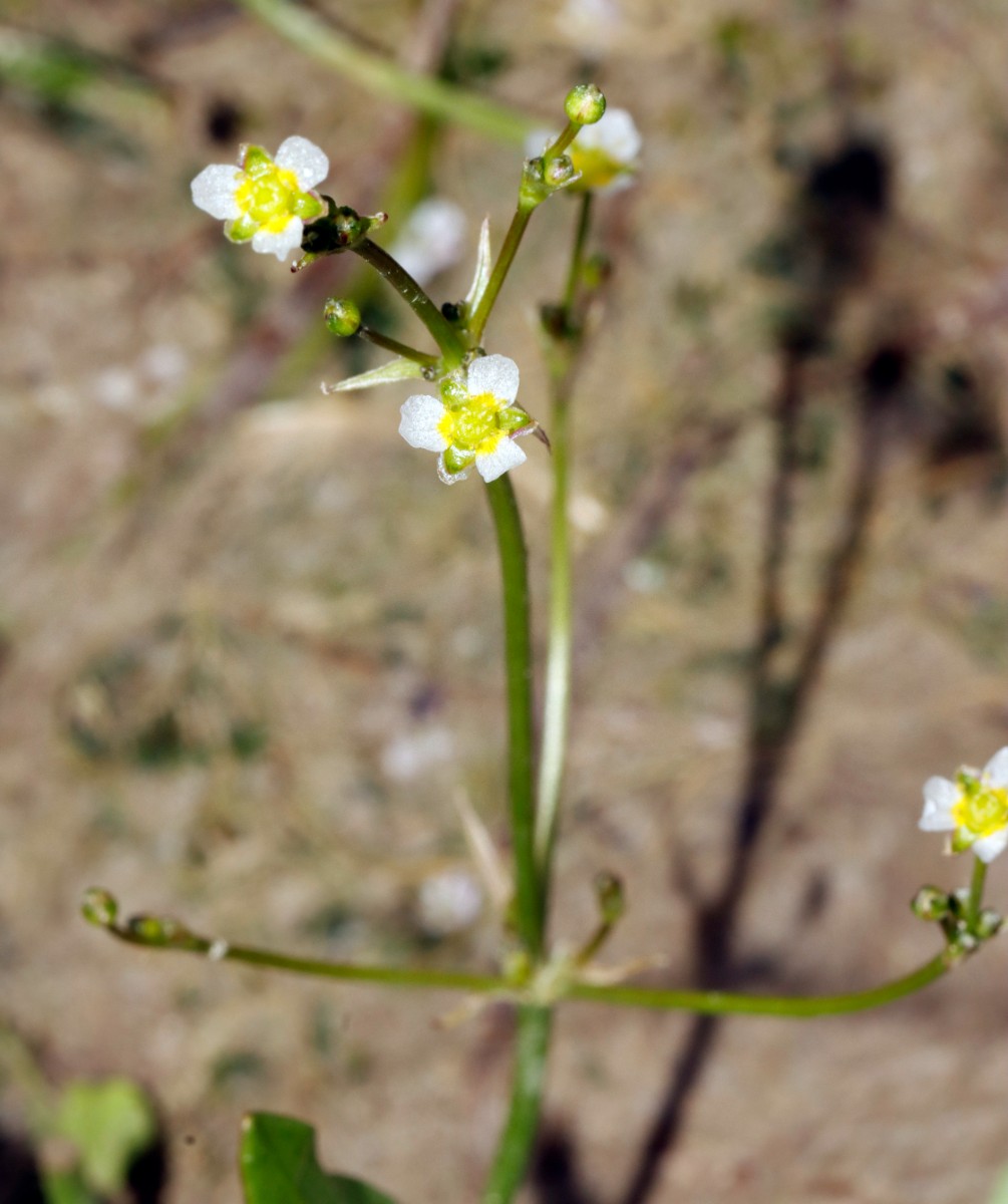 Alisma gramineum Zwischenform Flotzgrün A03.jpg