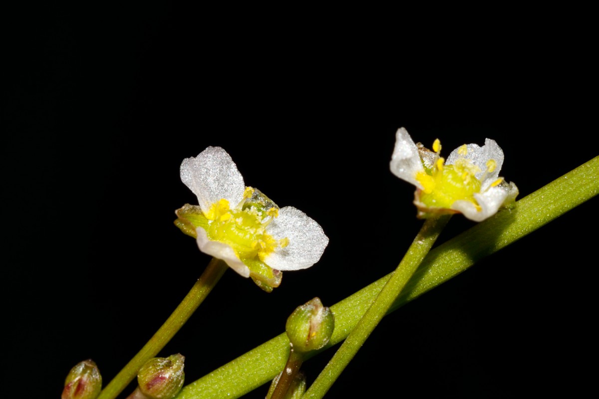 Alisma gramineum Zwischenform Flotzgrün A07.jpg