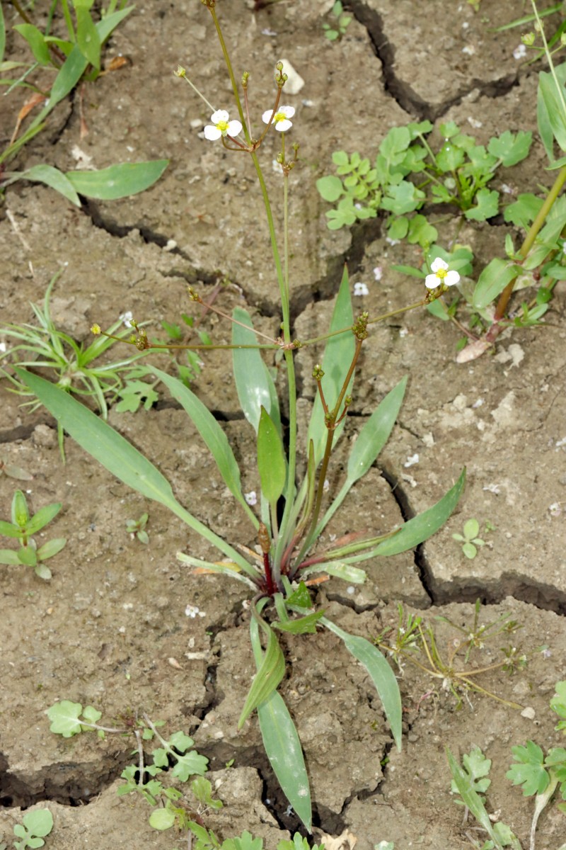 Alisma lanceolatum Flotzgrün A02.jpg