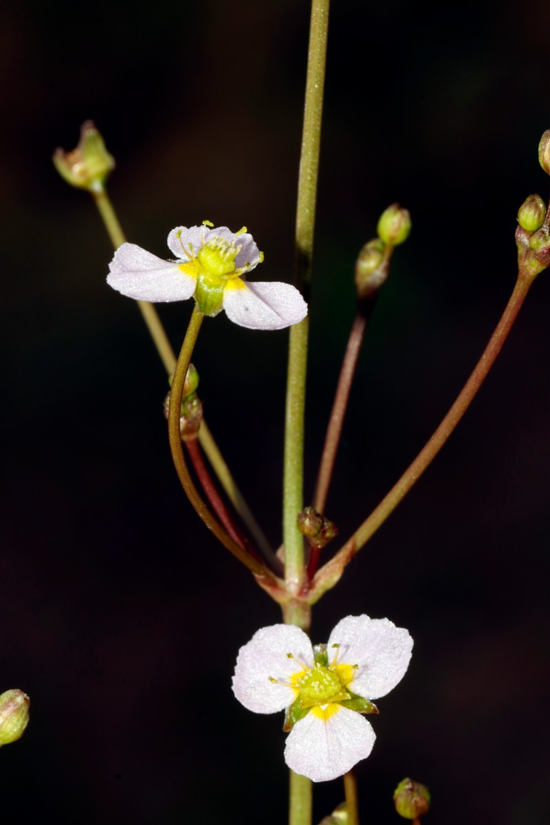 Alisma lanceolatum Flotzgrün A04.jpg