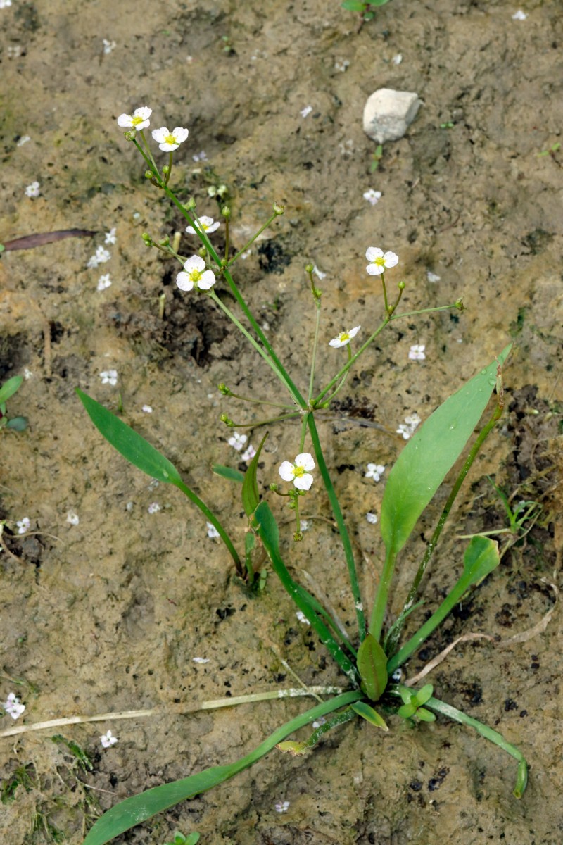 Alisma lanceolatum Flotzgrün A05.jpg