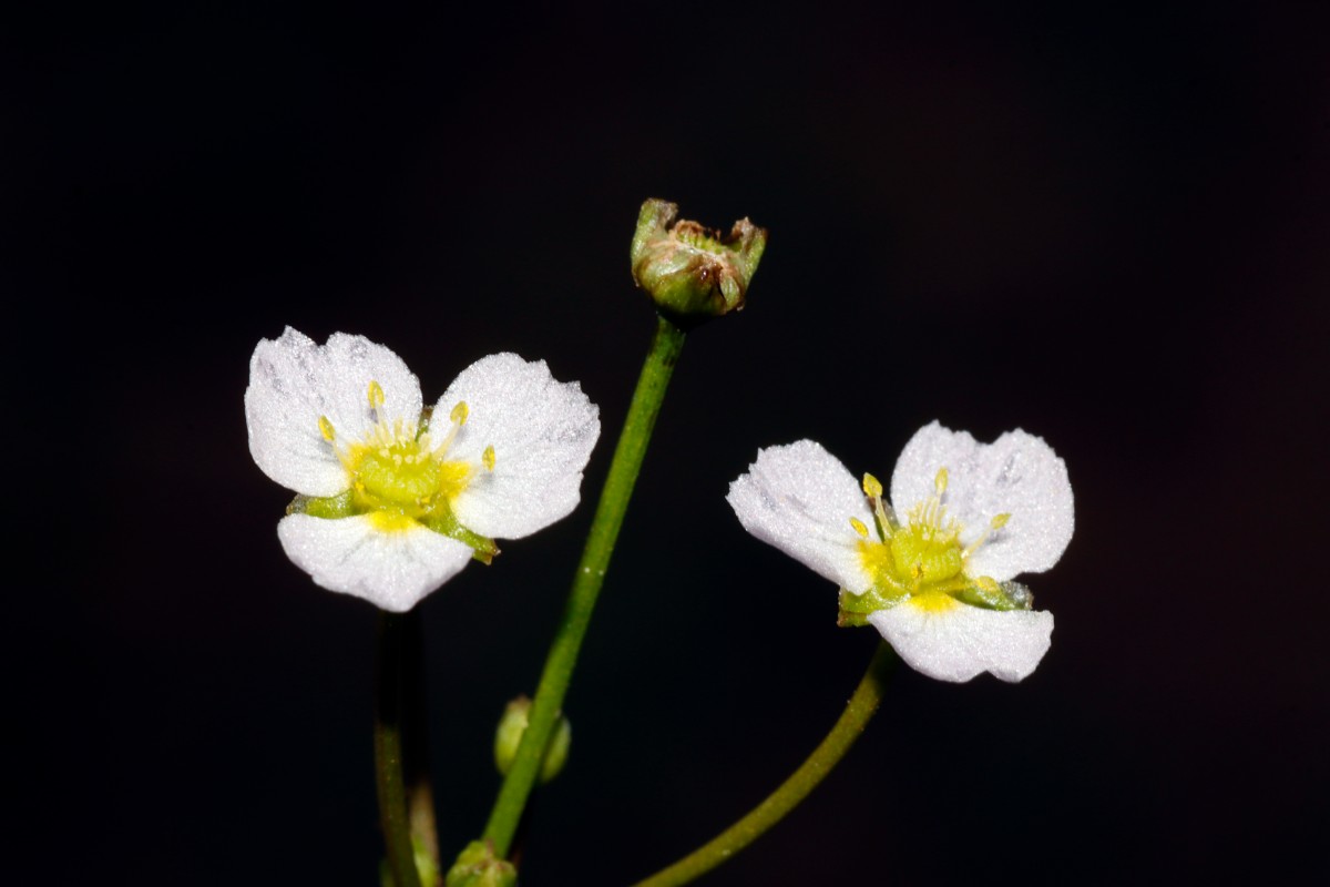 Alisma lanceolatum Flotzgrün A06.jpg