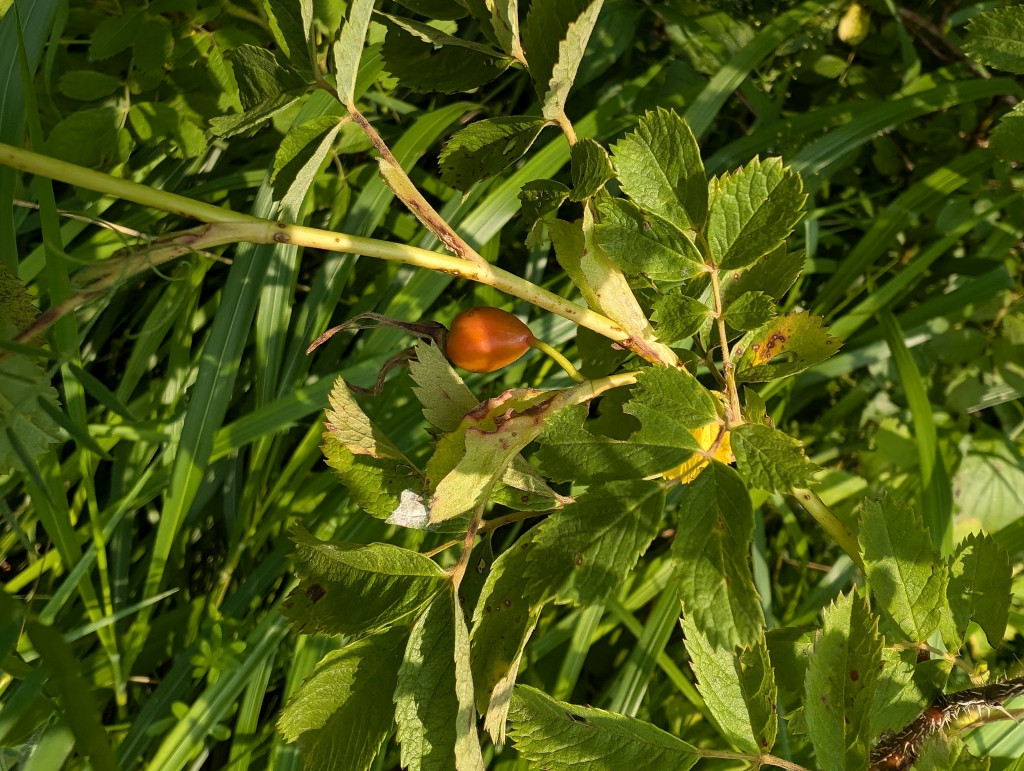 Rosa1.jpg