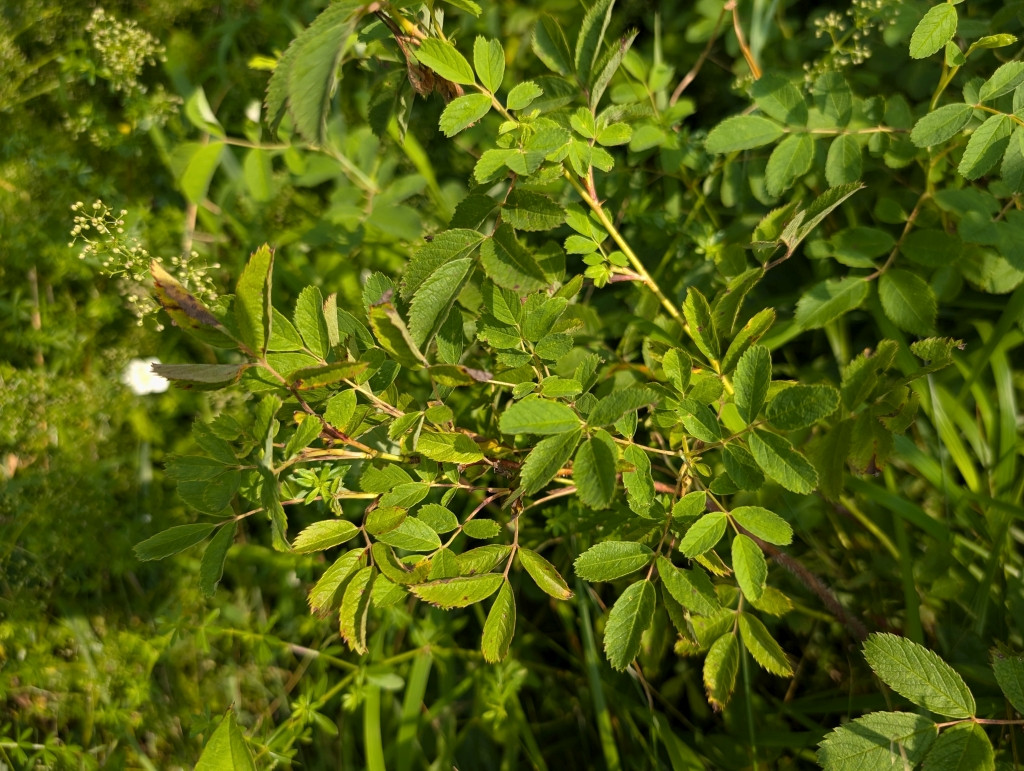 Rosa4.jpg