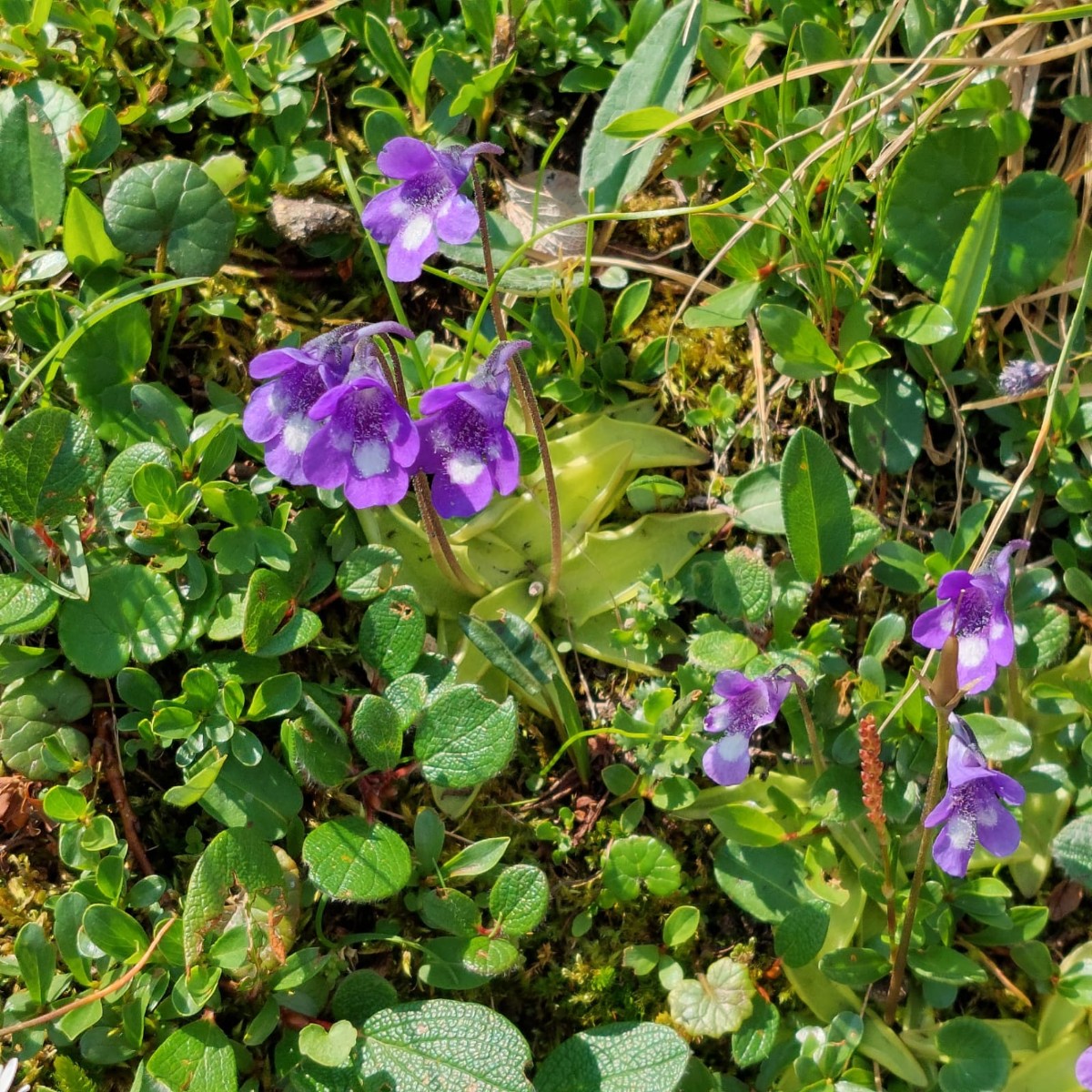Garten Lüneburg.jpg