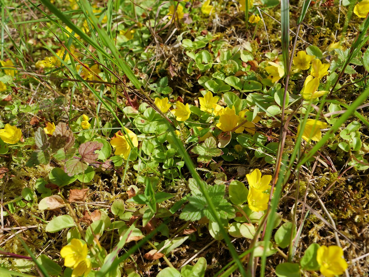 P1057404K.JPG