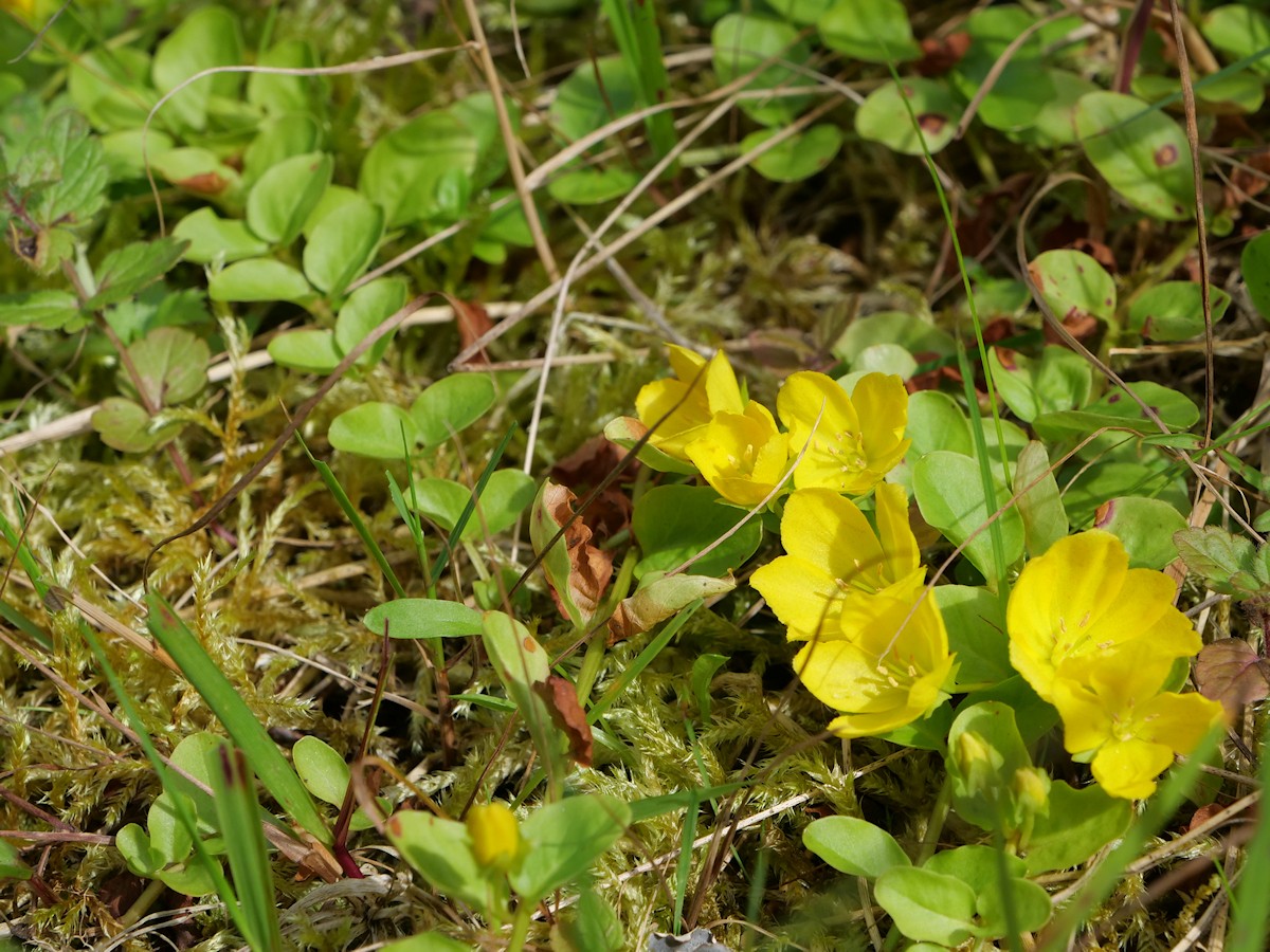 P1057406K.JPG