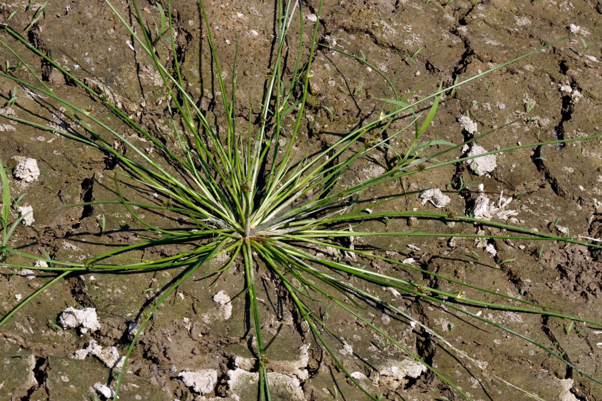 Schoenoplectiella supina NO Neuburg RP A06.jpg