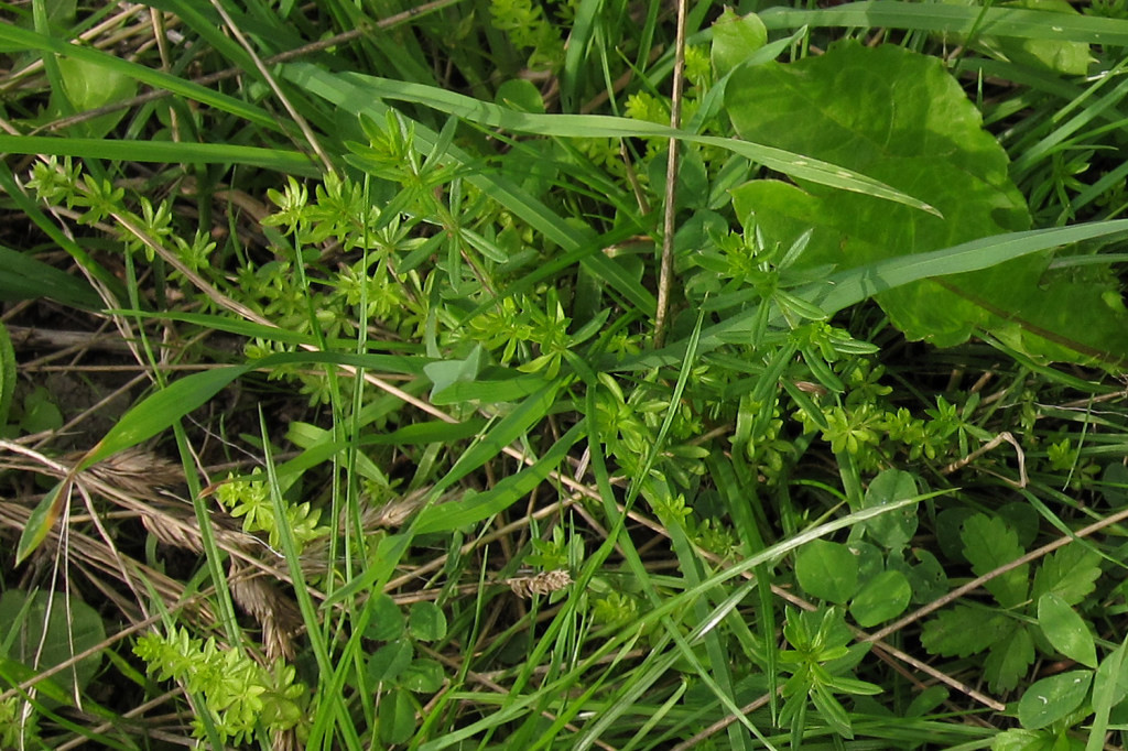 galium_ortsberg_2024-07-25 (1).jpg